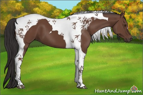 Horse Color:Bay Tobiano