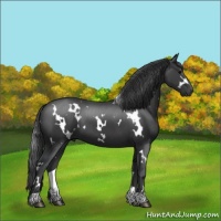 Horse Color:White Spotted Black