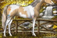 Horse Color:Palomino Dun Tobiano Frame Rabicano 