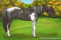 Horse Color:Midnight Buckskin Ice Tobiano 