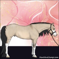 Horse Color:Bay Roan Dun Sabino 