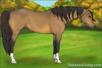Horse Color:Buckskin 