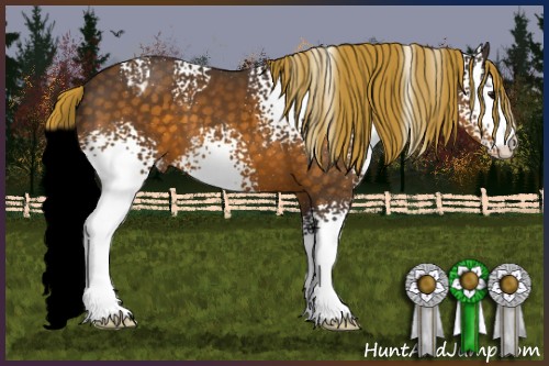 Horse Color:White Spotted Silver Buckskin Appaloosa 
