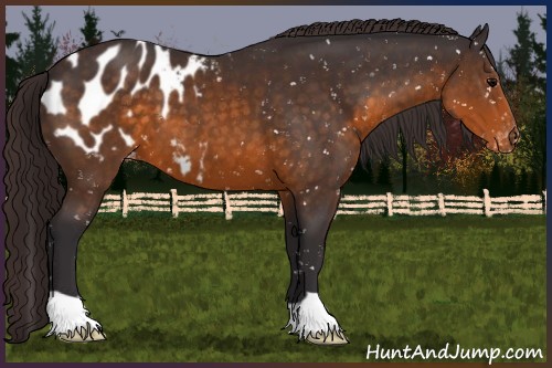 Horse Color:Buckskin Appaloosa 