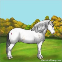 Horse Color:White Spotted Bay Onyx Tobiano Appaloosa Brindle
