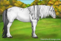 Horse Color:White Spotted Brown Chinchilla Onyx Appaloosa Brindle 