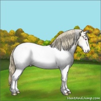 Horse Color:White Spotted Buckskin Chinchilla Pearl Onyx Appaloosa 