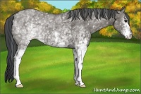 Horse Color:White Spotted Grullo