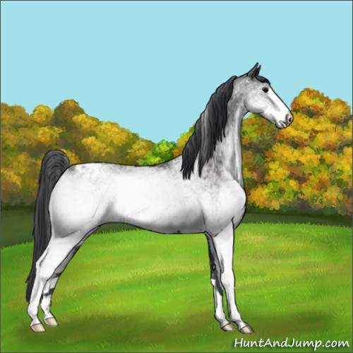 Horse Color:White Spotted Black Blanket