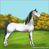 Horse Color:White Spotted Black Blanket 
