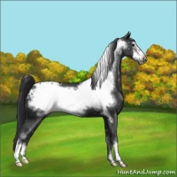 Horse Color:Black Frame Appaloosa 
