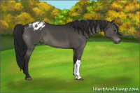 Horse Color:Gray Black Appaloosa 