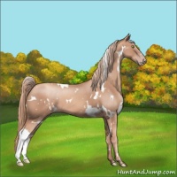 Horse Color:White Spotted Gold Champagne 