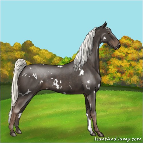 Horse Color:White Spotted Liver Red Roan 