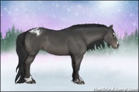 Horse Color:Grullo Sabino Appaloosa 