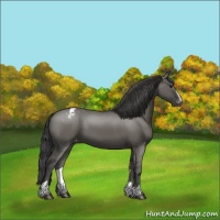 Horse Color:Grullo Sabino Appaloosa 