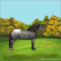 Horse Color:Grullo Sabino Blanket