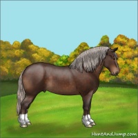 Horse Color:Silver Brown 