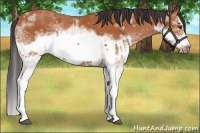 Horse Color:White Spotted Bay Splash  and White Spotted Bay Splash Frame 