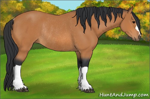 Horse Color:Bay Rabicano 