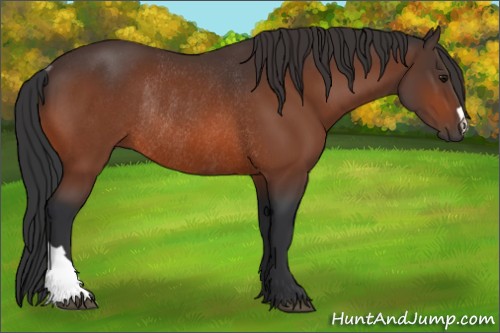 Horse Color:Bay Rabicano 