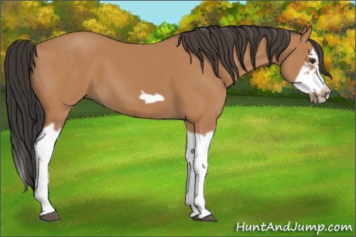 Horse Color:Bay Splash Frame 