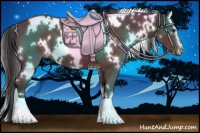 Horse Color:White Spotted Liver Chestnut Sabino