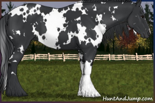 Horse Color:White Spotted Black 