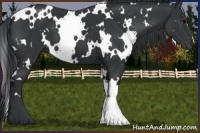 Horse Color:White Spotted Black
