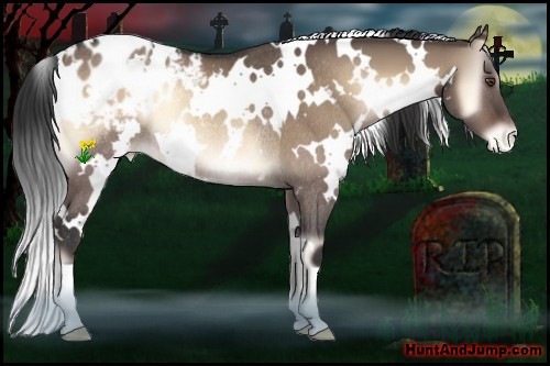 Horse Color:White Spotted Brown Onyx Appaloosa Rabicano 