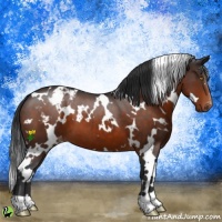 Horse Color:White Spotted Brown Appaloosa