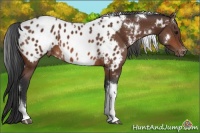 Horse Color:White Spotted Brown Tobiano Appaloosa