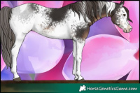 Horse Color:White Spotted Liver Chestnut Tobiano 