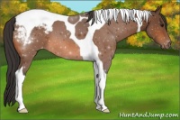 Horse Color:Bay Tobiano Snowcap 