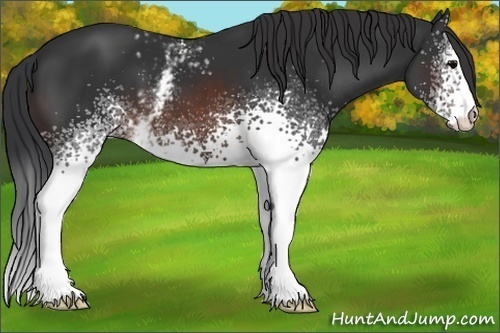 Horse Color:White Spotted Brown Appaloosa 