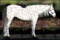 Horse Color:Bay Roan Appaloosa 