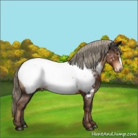 Horse Color:Liver Chestnut Appaloosa Rabicano