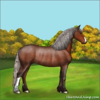 Horse Color:Silver Brown Rabicano 