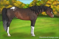 Horse Color:Brown Appaloosa 