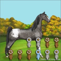 Horse Color:Black Appaloosa