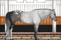 Horse Color:Brown Appaloosa 