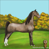 Horse Color:Gray Smoky Black Pearl Appaloosa 