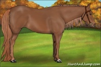 Horse Color:Chestnut 