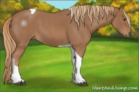 Horse Color:Red Roan Tobiano 