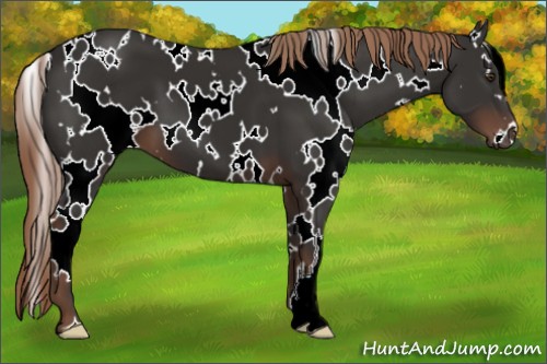 Horse Color:White Spotted Liver Chestnut 