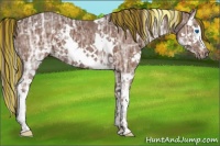 Horse Color:Painted White Spotted Liver Chestnut Ice Splash 