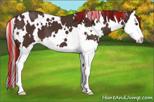 Horse Color:Painted White Spotted Liver Chestnut Splash