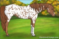 Horse Color:Chestnut Near Leopard