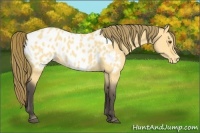 Horse Color:Buckskin Roan Dun Appaloosa