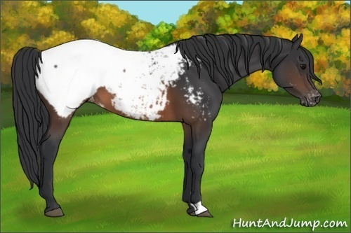 Horse Color:Brown Appaloosa 